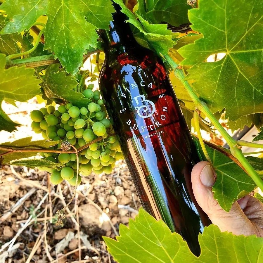 Bodega Boutique Finca Buytron Montilla 0*,